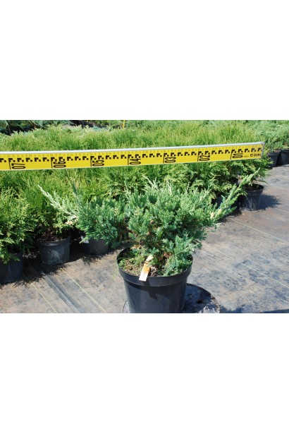 Ялівець китайський Експанса Варієгата - 3-5л/вис.15-20см/Ø35-45см